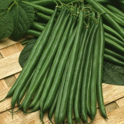 Picture of Dwarf French Beans Venice - Treated Seed (Apron)